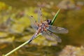 Immature Four-spotted Chaser Dragonfly - Libellula quadrimaculata at rest.