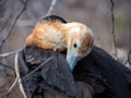 Immature frigate bird, North Seymour, Galapagos, Ecuador