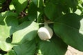 Immature fruit of quince with dense fine hair