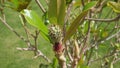Immature fruit of southern magnolia Magnolia grandiflora var., Egypt, Sharm El Sheikh, Nabq Bay