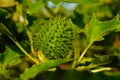 Immature fruit of the thorn apple Royalty Free Stock Photo