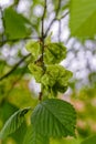 Immature fruits of a elm (Ulmus glabra Huds), samara, a winged a Royalty Free Stock Photo