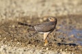 Immature Gabar Goshawk Royalty Free Stock Photo