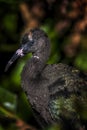 Immature Glossy Ibis Royalty Free Stock Photo