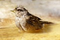 Immature Golden-crowned Sparrow bathing
