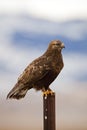 dark phase Rough-legged hawk Buteo lagopus buzzard Royalty Free Stock Photo