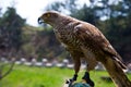 Immature goshawk