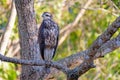 Immature Great Black Hawk, Buteogallus Urubitinga, bird of prey, Accipitridae, Pantanal, Brazil, South America