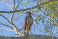 Immature Great Black Hawk in the Pantanal