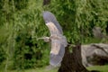 Immature Great Blue Heron in flight