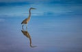 Immature Great blue heron with reflection in tidal pool in Fort DeSoto