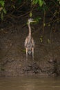 Immature great blue heron