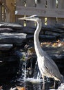 An immature Great Blue Heron fishes in a suburban water pond