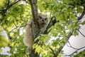 Immature Great Horned Owl in Poughkeepsie, NY