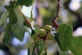 Immature Green Acorns