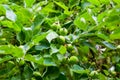 Immature green apple fruits in spring orchard