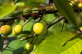 Immature green cherries on cherry tree