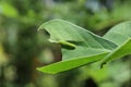 An immature green color Common Grass Yellow caterpillar on a Sickle Senna leaf