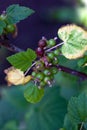 Immature, green currant berries on the Bush. Young berries of black currant. Royalty Free Stock Photo