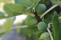Immature green figs on the tree
