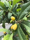 Immature Green Loquat Eriobotrya japonica on Loquat Tree Loquat fruit now ripening slowly from green loquat to Yellow Royalty Free Stock Photo