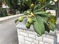 Immature Green Loquat Eriobotrya japonica on Loquat Tree Loquat fruit now ripening slowly from green loquat to Yellow Royalty Free Stock Photo