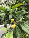 Immature Green Loquat Eriobotrya japonica on Loquat Tree Loquat fruit now ripening slowly from green loquat to Yellow Royalty Free Stock Photo