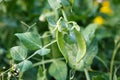 Immature green peas in a home garden.