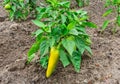 Immature green pepper on the Bush on the farm. Planting vegetables. Royalty Free Stock Photo