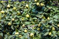Immature green quinces in a tree