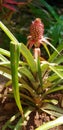 Immature growing pineapple Royalty Free Stock Photo