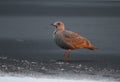A juvenile gull or seagull standing on a frozen pond and calling with golden light