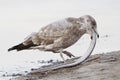 Immature Herring Gull attempting to swallow an eel whole - St. P