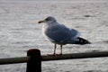 Immature Herring Gull on a Coastal Jetty Handrail