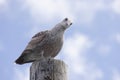 Immature Herring Gull on Post.