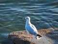 Immature Herring Gull on a Rock by the Water