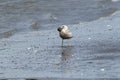 Immature Herring Gull with something in its beak.