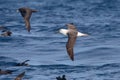 Immature Indian Yellow nosed Albatross