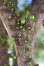 Immature jabuticaba, Brazilian fruit in the tree