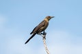 An immature juvenile common grackle Quiscalus quiscula perches on a branch against a blue sky Royalty Free Stock Photo