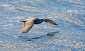 Kelp Gull In Flight Royalty Free Stock Photo