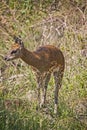 Immature Klipspringer Oreotragus oreotragus 2 Royalty Free Stock Photo