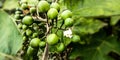 Immature Leunca vegetables Royalty Free Stock Photo