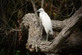 Immature Little Blue Heron in blackwater swamp