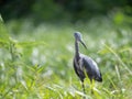 Immature Little Blue Heron Facing Camera Looking for Prey