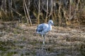 An Immature Little Blue Heron Hunting for Food