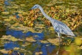 Immature Little Blue Heron In A Swamp