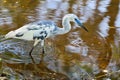 Immature Little Blue Heron In A Swamp, Closeup