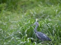 Immature Little Blue Heron in Tall Green Grass