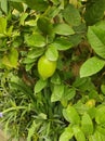 Immature local lemon in lemon tree in the morning